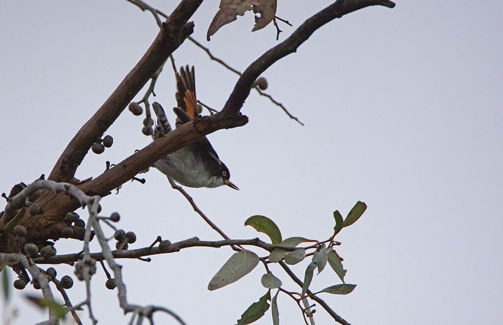 Varied Sittella