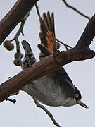 Varied Sittella