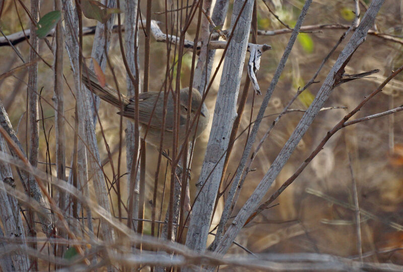 Subdesert Brush Warbler