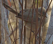 Subdesert Brush Warbler