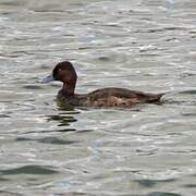 Southern Pochard