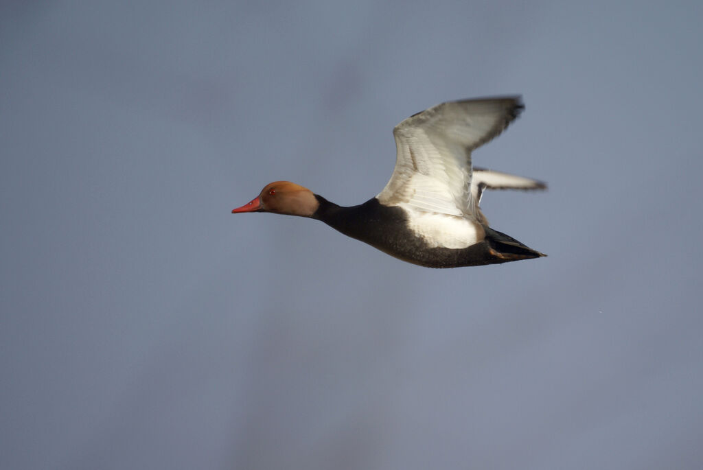 Red-crested Pochard