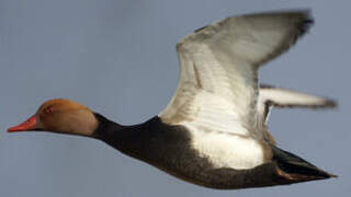 Red-crested Pochard