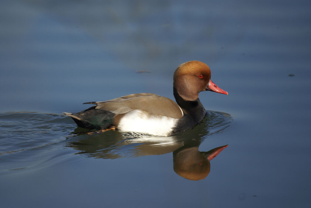 Red-crested Pochard