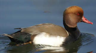 Red-crested Pochard