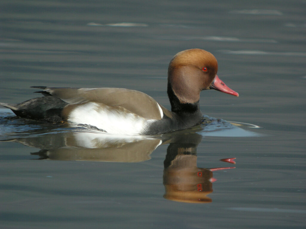 Nette rousse