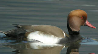 Red-crested Pochard