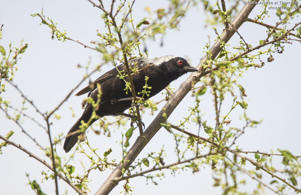 Grey-headed Nigrita