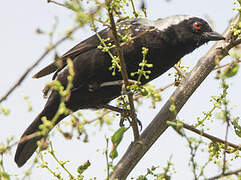 Grey-headed Nigrita