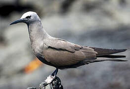 Brown Noddy