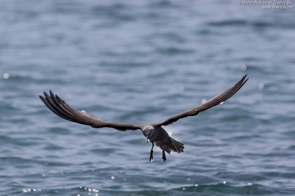 Brown Noddy