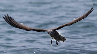 Brown Noddy