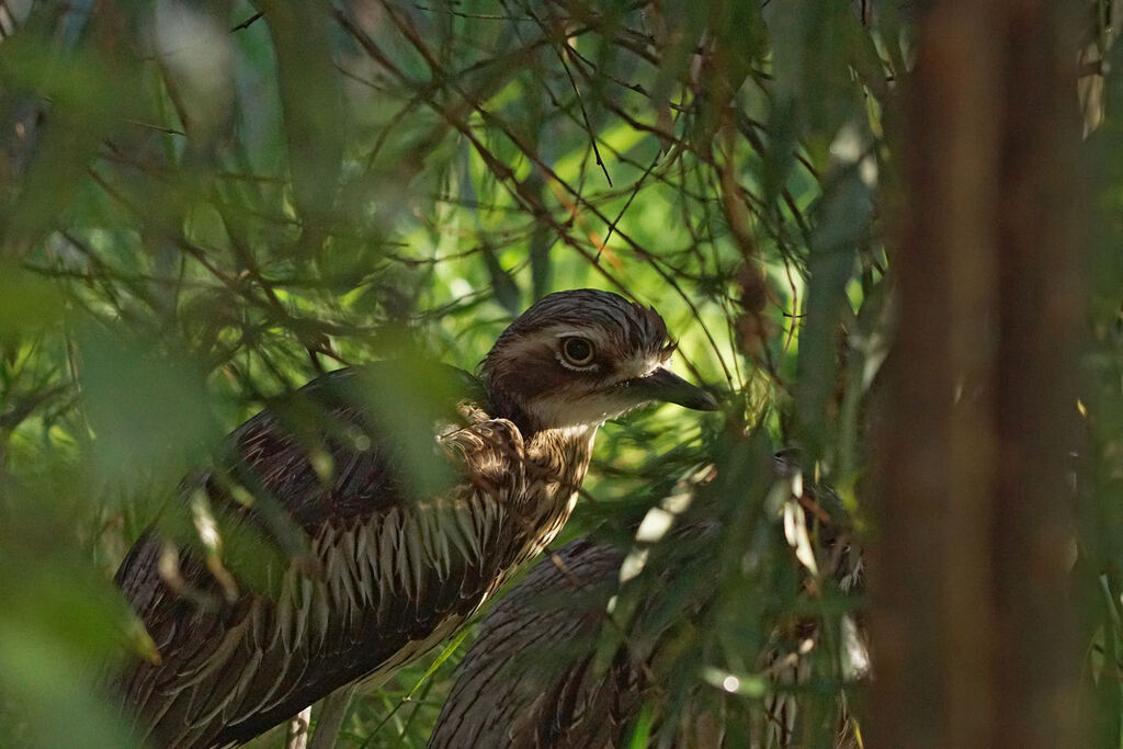 Bush Stone-curlew