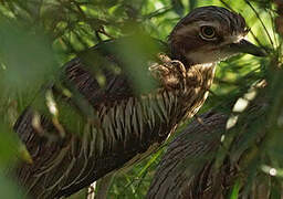 Bush Stone-curlew