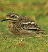 Eurasian Stone-curlew