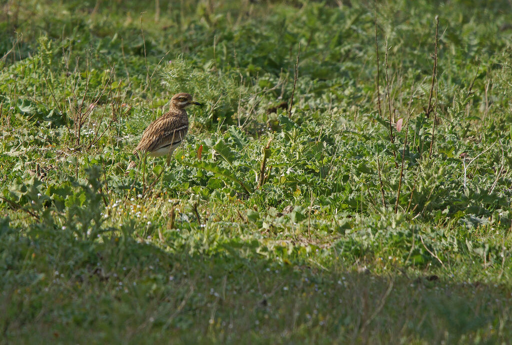 Eurasian Stone-curlew