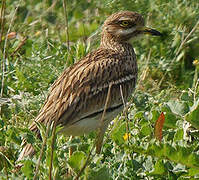 Eurasian Stone-curlew