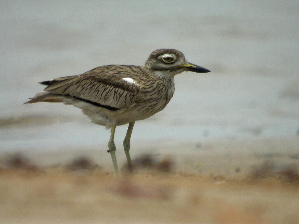 Senegal Thick-knee