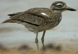 Senegal Thick-knee