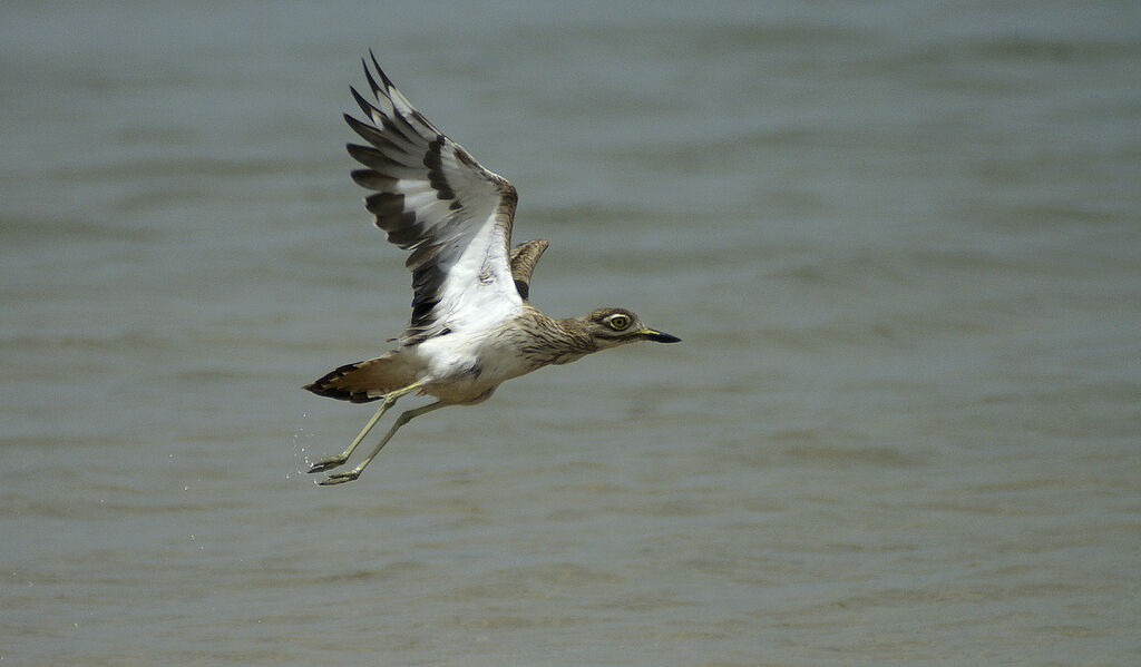 Senegal Thick-knee