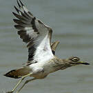 Œdicnème du Sénégal