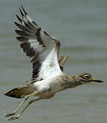 Senegal Thick-knee