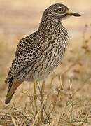 Spotted Thick-knee