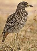 Spotted Thick-knee