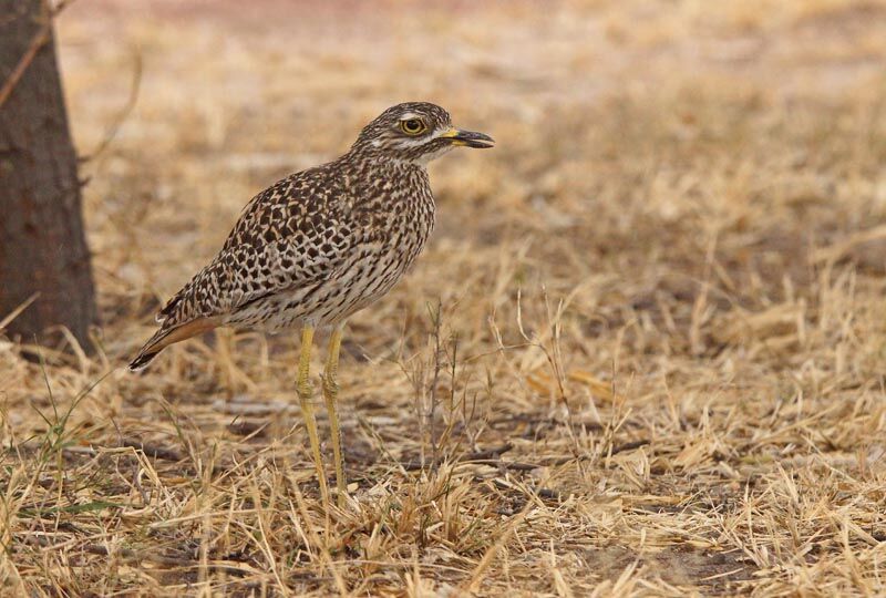 Spotted Thick-knee