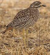 Spotted Thick-knee