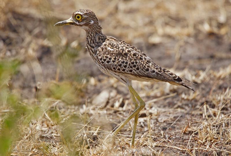 Spotted Thick-knee