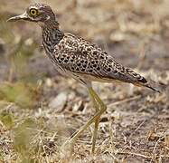 Spotted Thick-knee