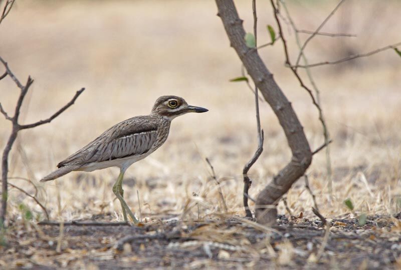 Water Thick-knee