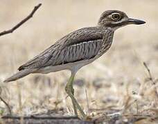 Water Thick-knee