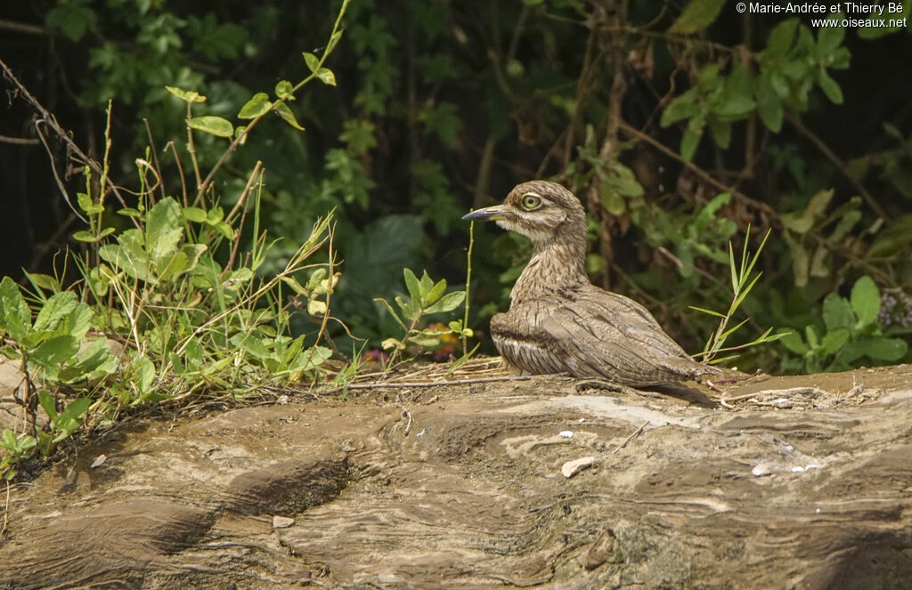 Water Thick-knee