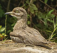 Water Thick-knee