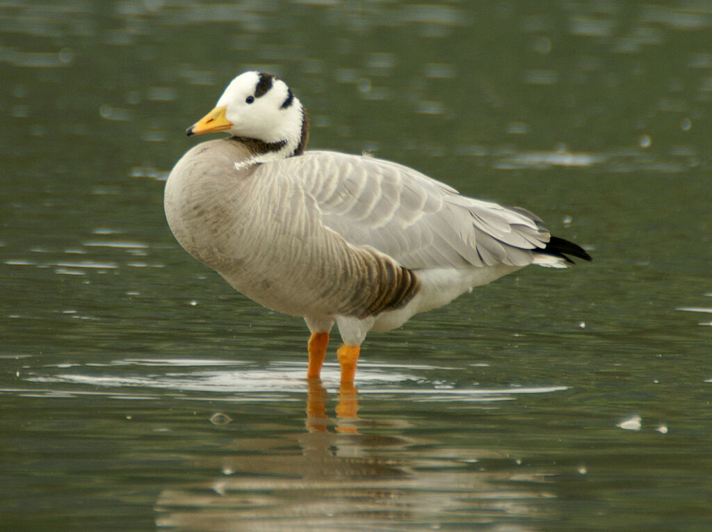 Bar-headed Goose