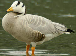 Bar-headed Goose