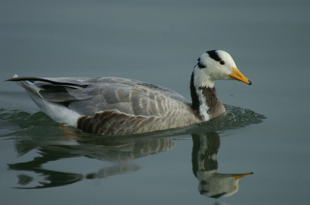 Bar-headed Goose