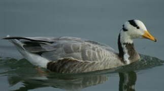 Bar-headed Goose