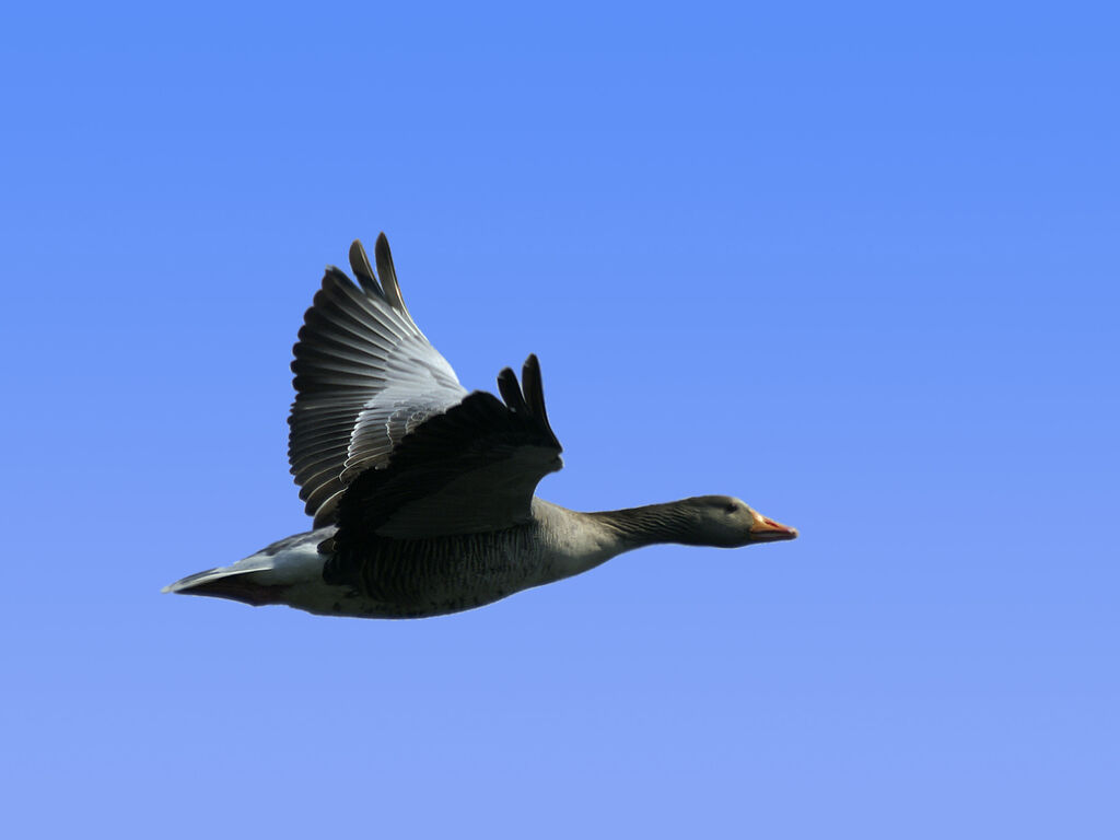 Greylag Goose