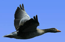 Greylag Goose