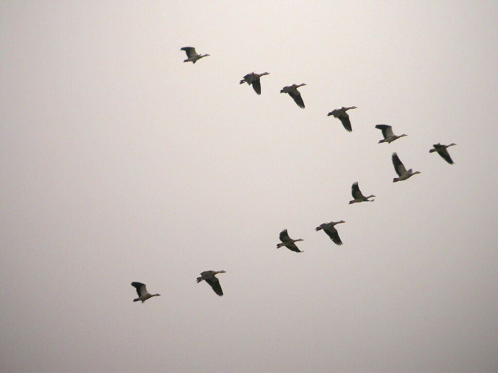 Greylag Goose