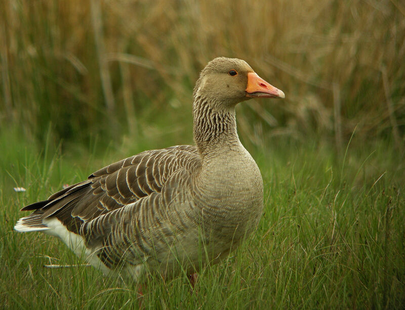 Greylag Goose