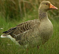 Greylag Goose