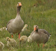 Greylag Goose