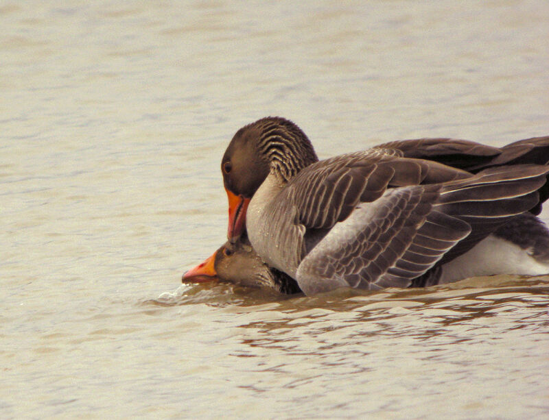 Greylag Goose