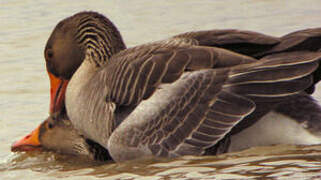 Greylag Goose