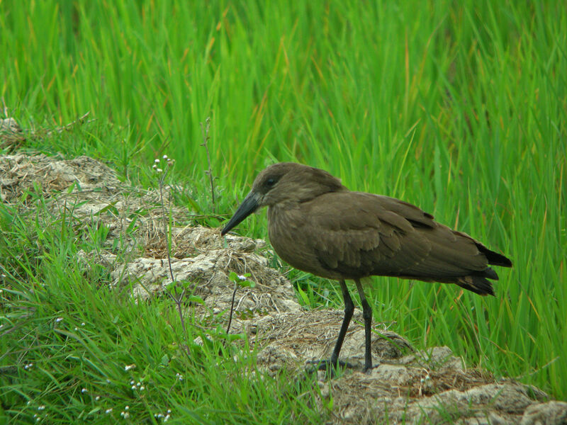 Hamerkop