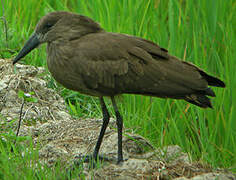 Hamerkop